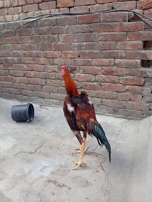 shamo breeder pair for sale 3