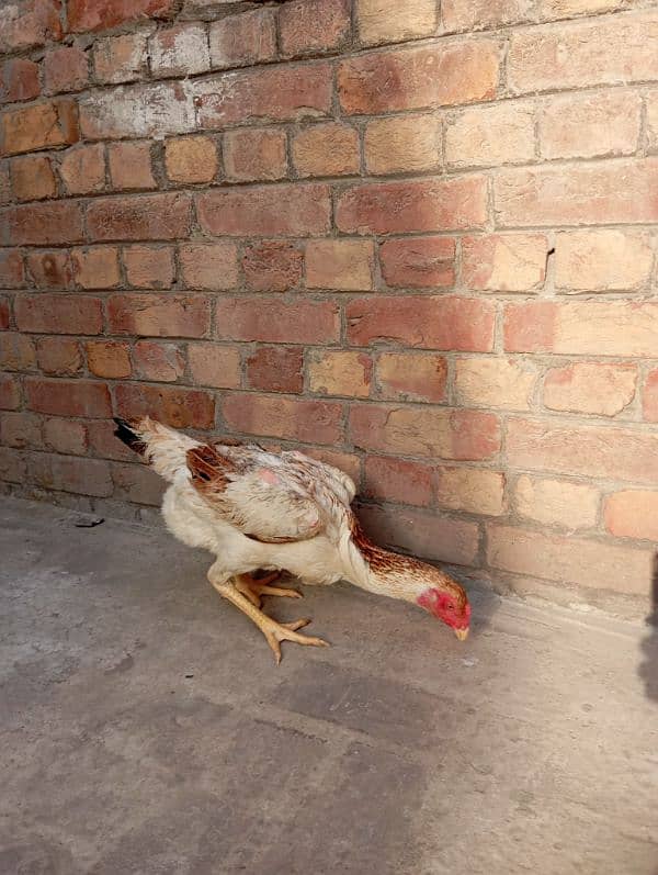 shamo breeder pair for sale 4