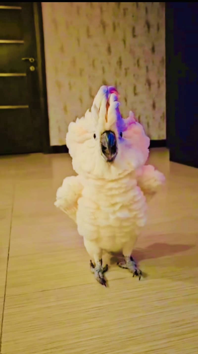 Cockatoo mullacan molacan chick big bird baby 4