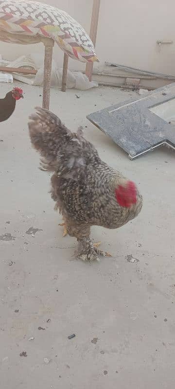 Astrolop and black misri healthy and active available like buff size 0