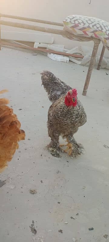 Astrolop and black misri healthy and active available like buff size 1