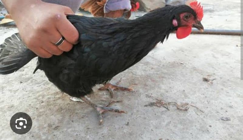 Astrolop and black misri healthy and active available like buff size 2