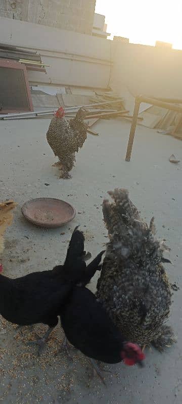 Astrolop and black misri healthy and active available like buff size 3