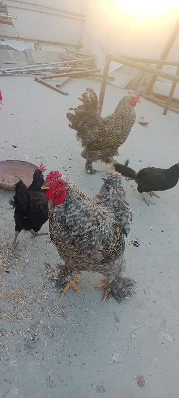 Astrolop and black misri healthy and active available like buff size 4