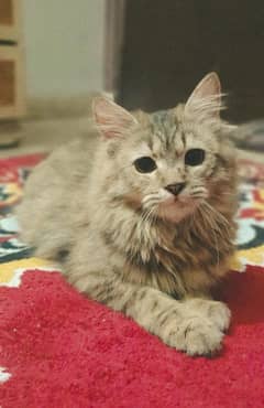 Persian