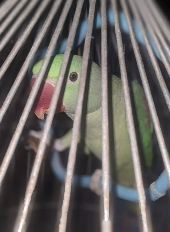talking female 1