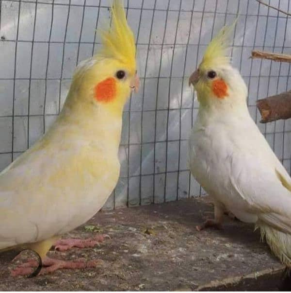 nice Bird in smal price 0
