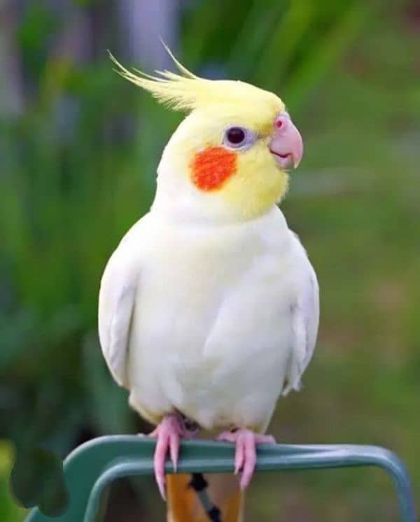nice Bird in smal price 1