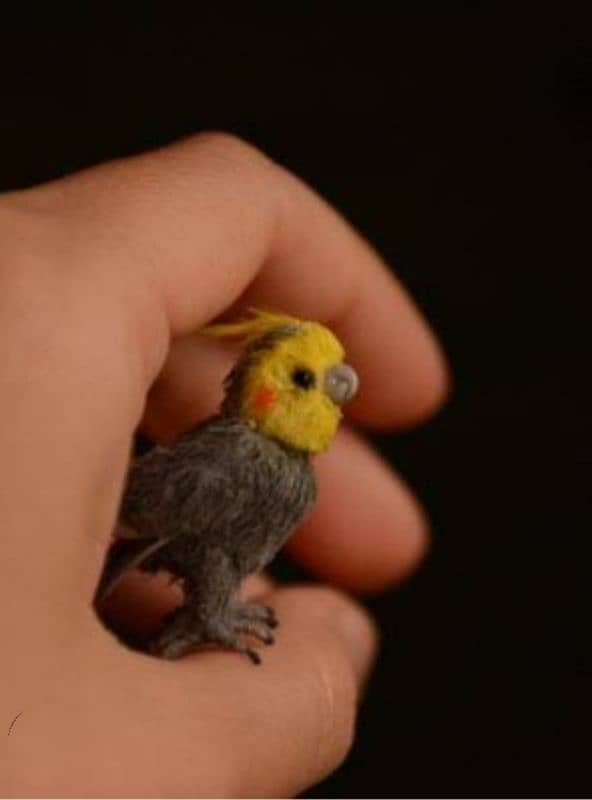 nice Bird in smal price 2