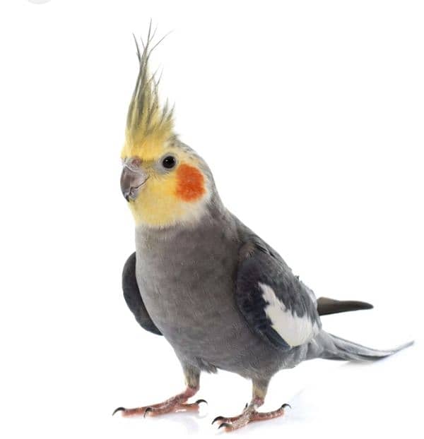 nice Bird in smal price 3