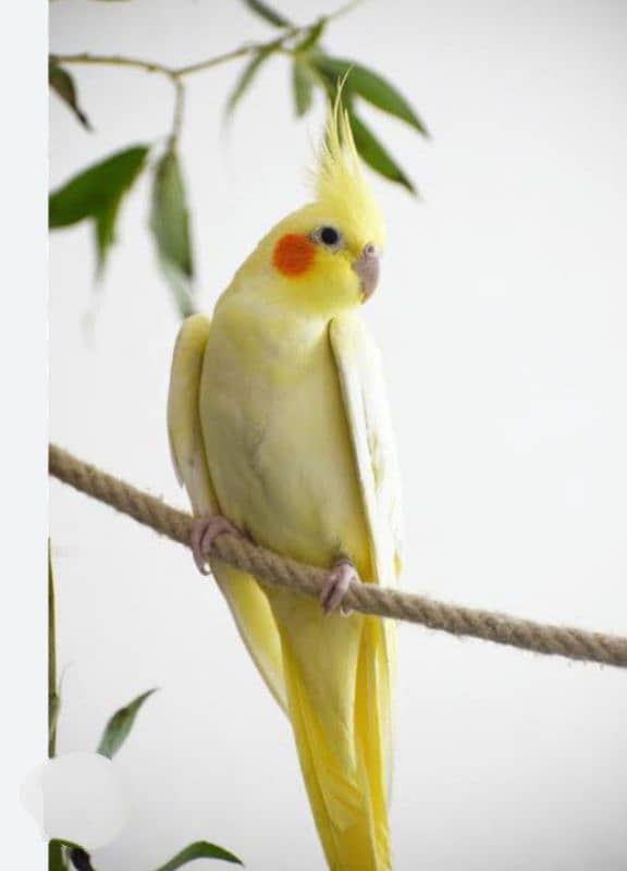 nice Bird in smal price 4
