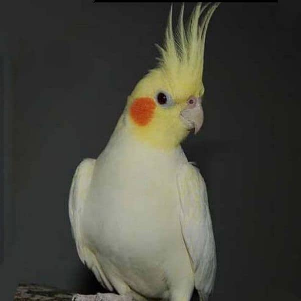 nice Bird in smal price 6