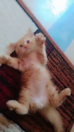 I'm Selling My Cat