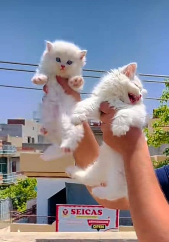 Low Rs| Cat| baby| Blue Eyes| Persian| Kittens| Punch; 0