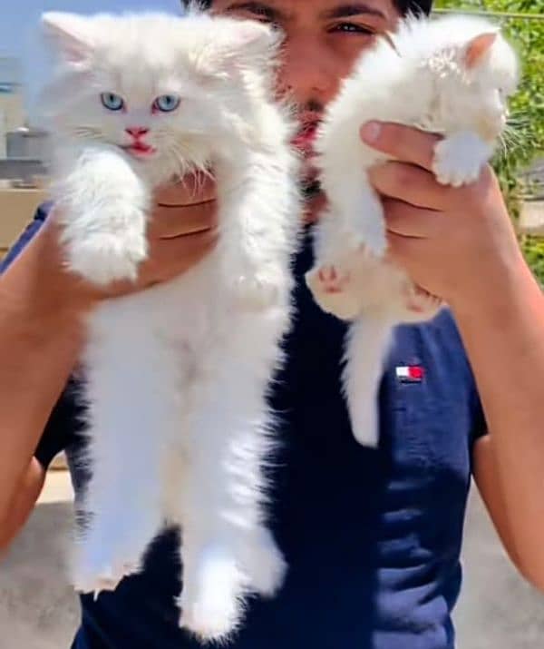Low Rs| Cat| baby| Blue Eyes| Persian| Kittens| Punch; 1