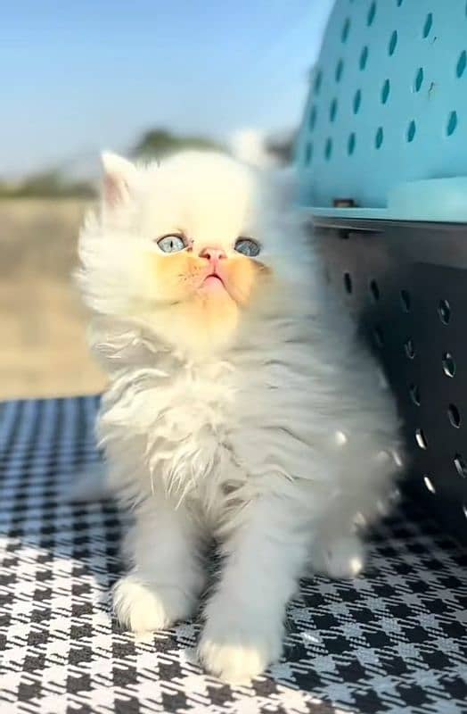 Low Rs| Cat| baby| Blue Eyes| Persian| Kittens| Punch, 1