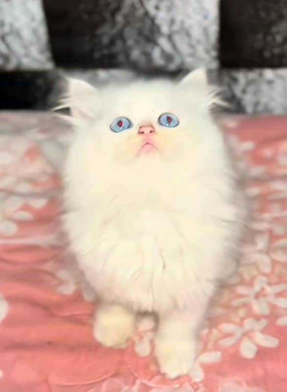 Low Rs| Cat| baby| Blue Eyes| Persian| Kittens| Punch, 0