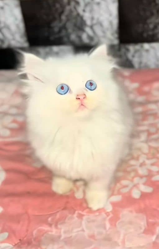 Low Rs| Cat| baby| Blue Eyes| Persian| Kittens| Punch, 1