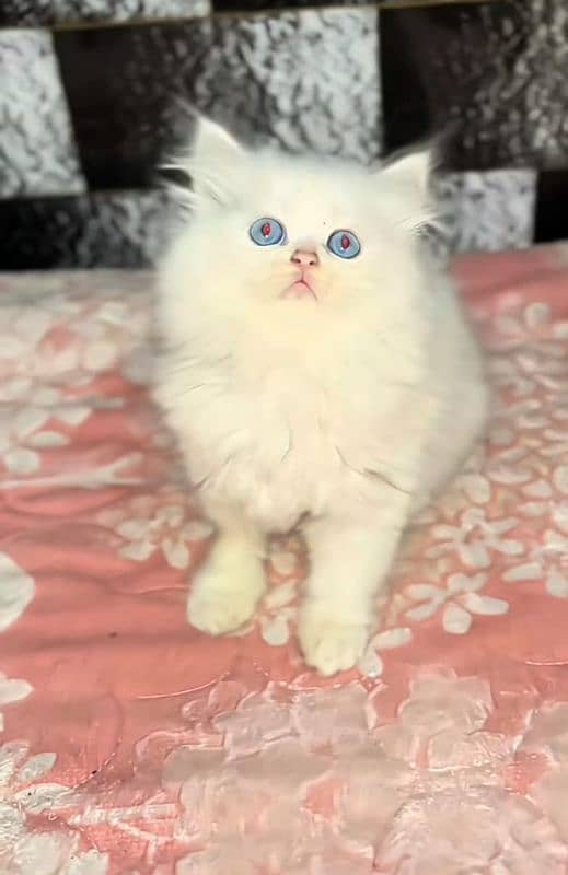 Low Rs| Cat| baby| Blue Eyes| Persian| Kittens| Punch, 2