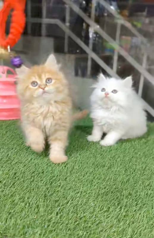 Low Rs| Cat| baby| Blue Eyes| Persian| Kittens| Punch: 0