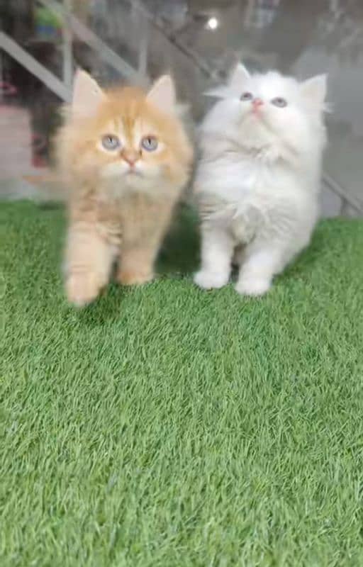 Low Rs| Cat| baby| Blue Eyes| Persian| Kittens| Punch: 1