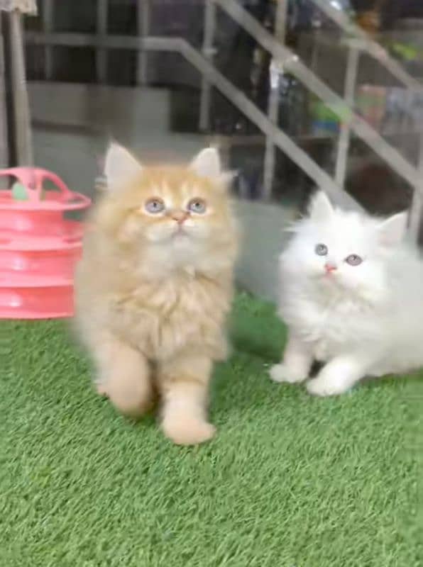 Low Rs| Cat| baby| Blue Eyes| Persian| Kittens| Punch: 2