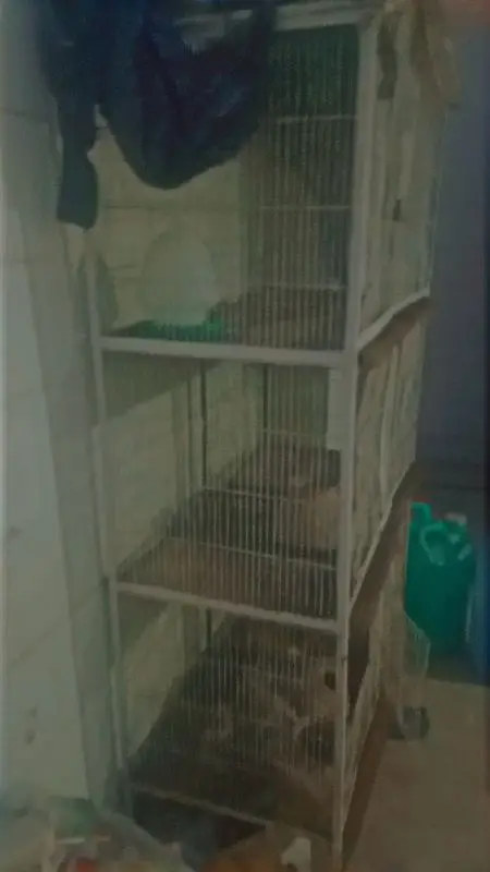 bird cage for sell pinjra for sell with matki — photo 2