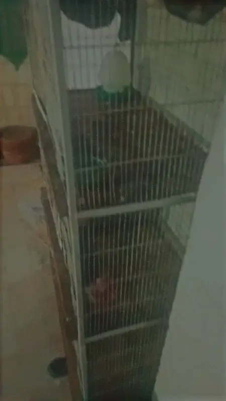 bird cage for sell pinjra for sell with matki — photo 3