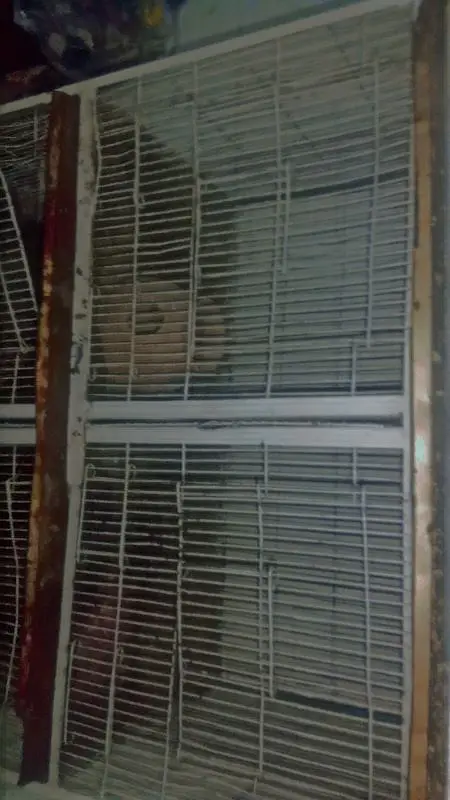 bird cage for sell pinjra for sell with matki — photo 5