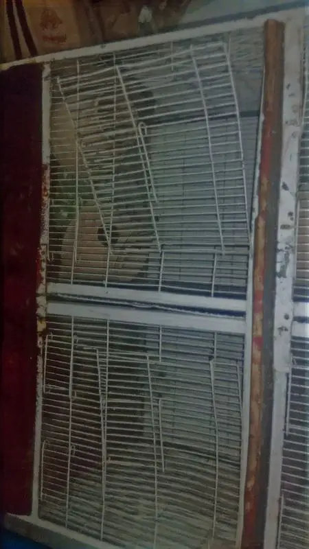 bird cage for sell pinjra for sell with matki — photo 6