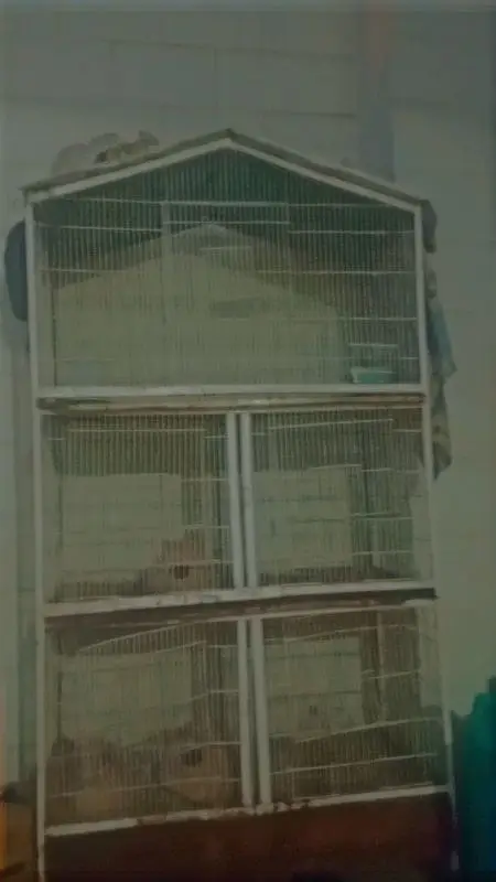 bird cage for sell pinjra for sell with matki — photo 7