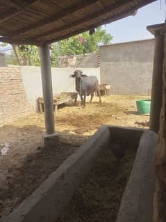 کنڈی نسل  بدین کی