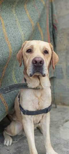 labrador