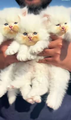 Low Rs| Cat| baby| Blue Eyes| Persian| Kittens| Punch: