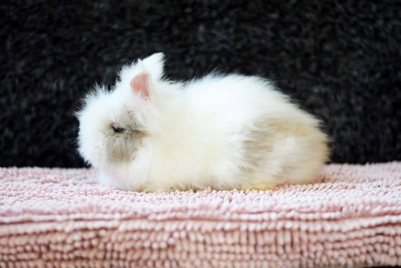 holland lop and teddy bear dewarf rabbits 1