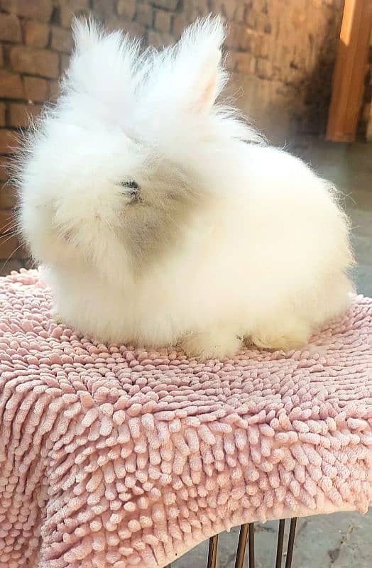 holland lop and teddy bear dewarf rabbits 2