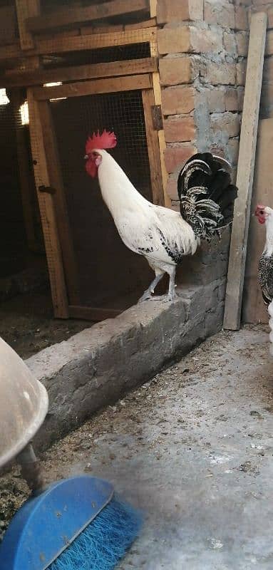 misri fayoumi 2