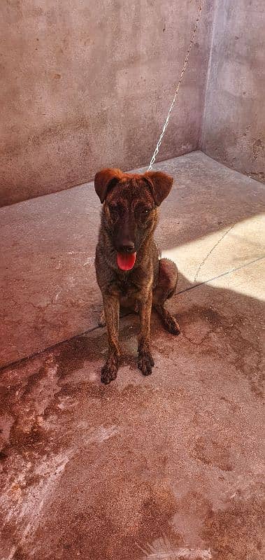 6 months old belgian shepherd cross bread 0