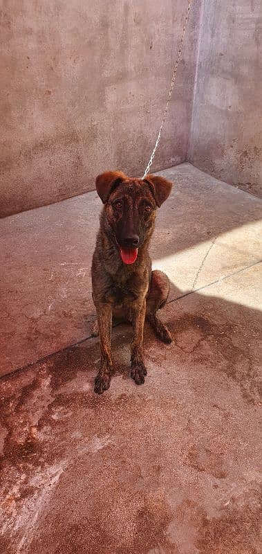 6 months old belgian shepherd cross bread 1