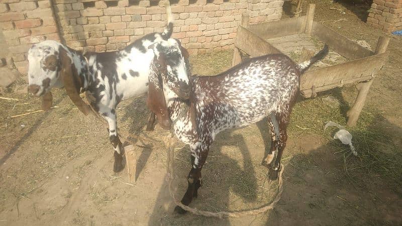 qurbani bakraa 2 0