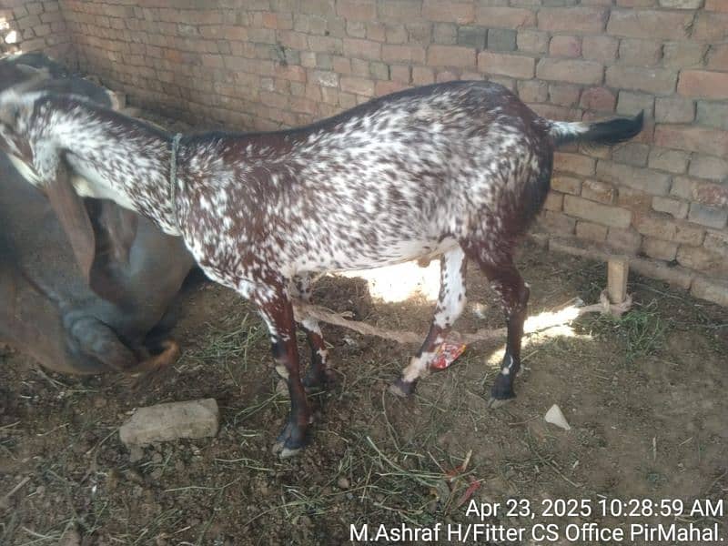 qurbani bakraa 2 1