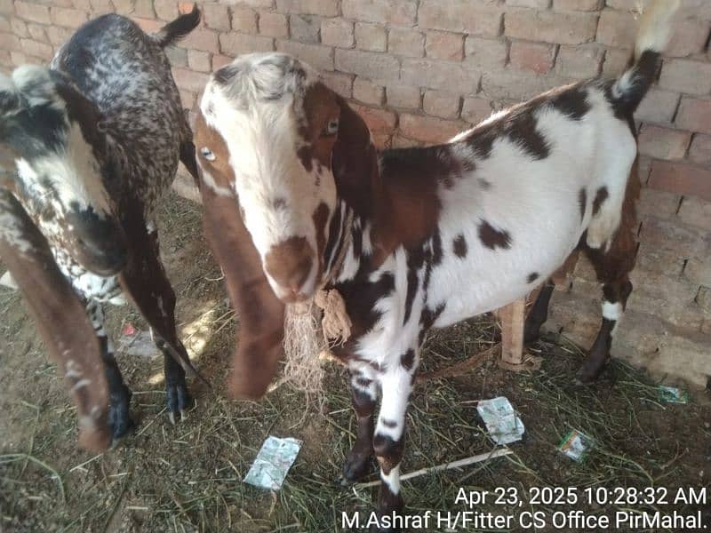 qurbani bakraa 2 2