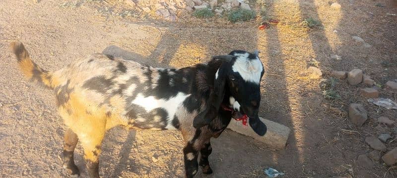 qurbani bakra 0