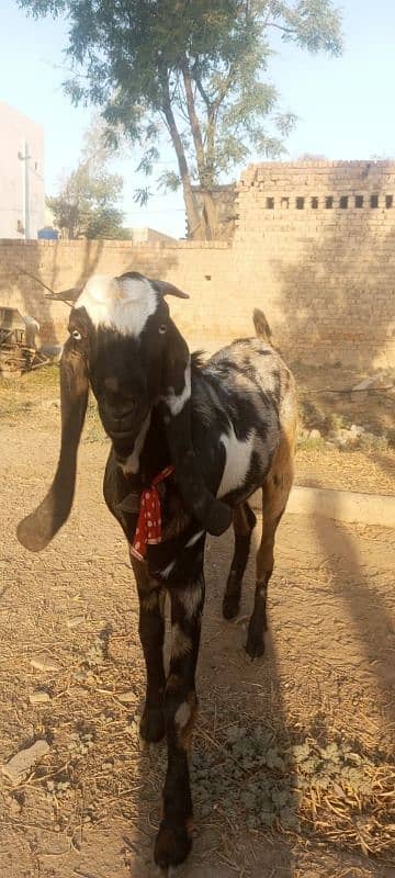 qurbani bakra 2