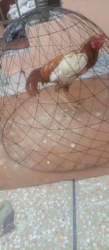 Aseel murghy forsale 1