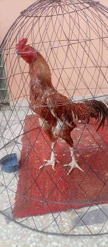 Aseel murghy forsale 2