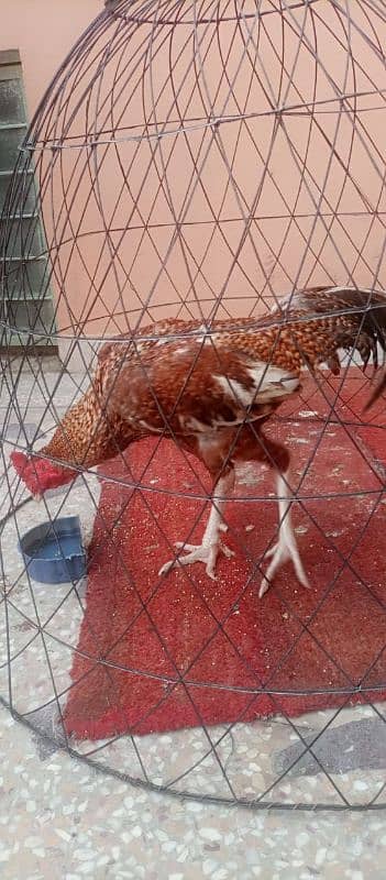 Aseel murghy forsale 3