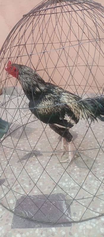 Aseel murghy forsale 4