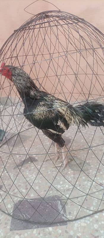 Aseel murghy forsale 5