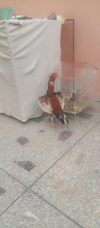Aseel murghy forsale 6